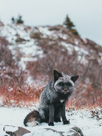 fox, tundra, cold Wallpaper 1536x2048
