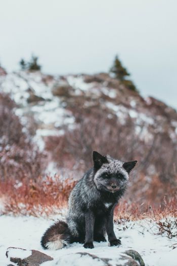 fox, tundra, cold Wallpaper 640x960