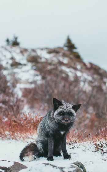 fox, tundra, cold Wallpaper 1752x2800