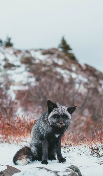 fox, tundra, cold Wallpaper 600x1024