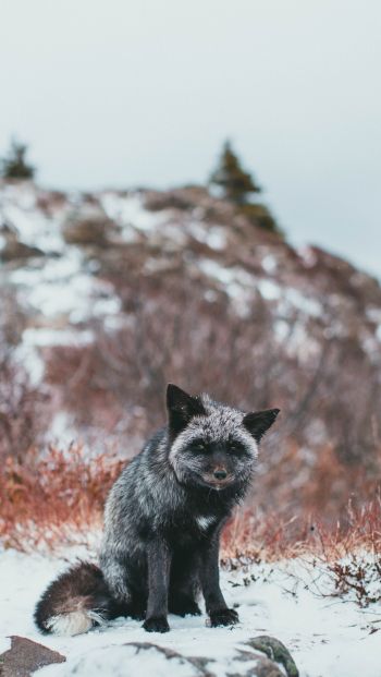 fox, tundra, cold Wallpaper 640x1136