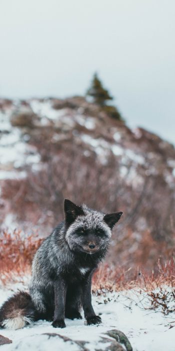 fox, tundra, cold Wallpaper 720x1440