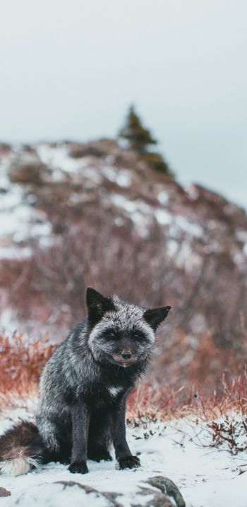 fox, tundra, cold Wallpaper 1080x2220
