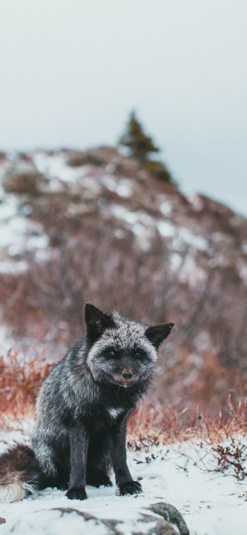 fox, tundra, cold Wallpaper 1242x2688