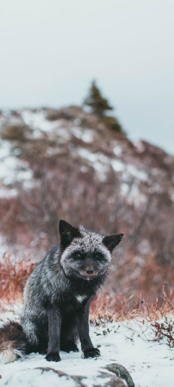 fox, tundra, cold Wallpaper 1080x2400