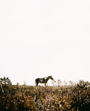 countryside, pasture, horse Wallpaper 8136x10032