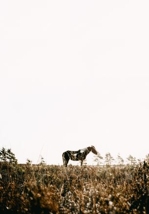 countryside, pasture, horse Wallpaper 1640x2360