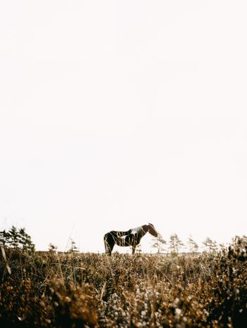 countryside, pasture, horse Wallpaper 1620x2160