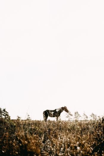countryside, pasture, horse Wallpaper 640x960