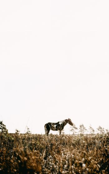 countryside, pasture, horse Wallpaper 1752x2800