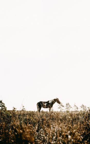 countryside, pasture, horse Wallpaper 1200x1920