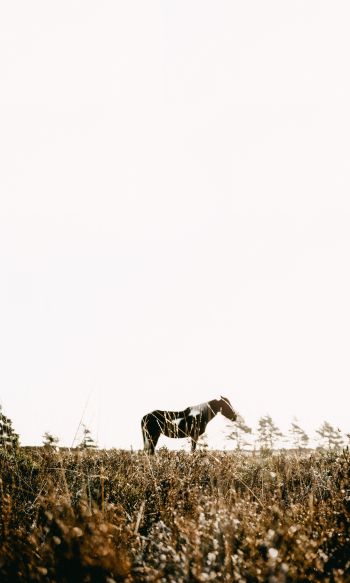 countryside, pasture, horse Wallpaper 1200x2000
