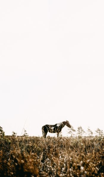 countryside, pasture, horse Wallpaper 600x1024