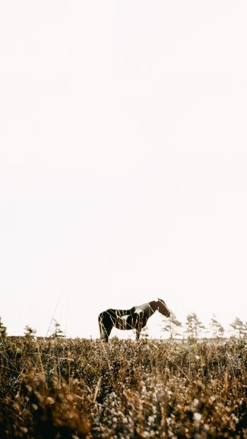 countryside, pasture, horse Wallpaper 640x1136
