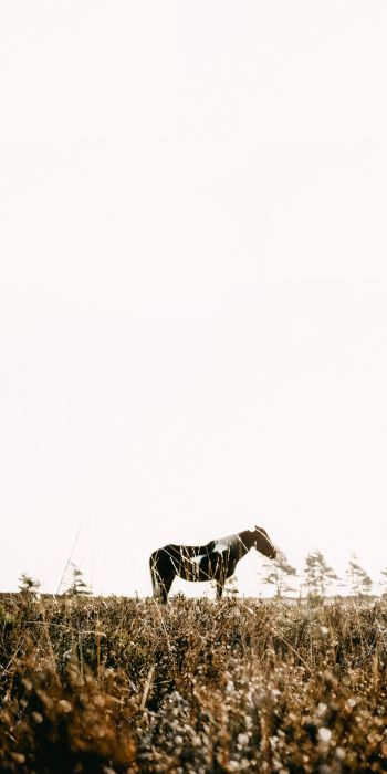 countryside, pasture, horse Wallpaper 720x1440
