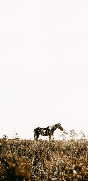 countryside, pasture, horse Wallpaper 1080x2220