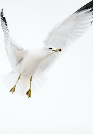 Paducah, Kentucky, USA, seagull, flight Wallpaper 1640x2360