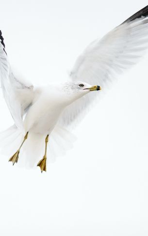 Paducah, Kentucky, USA, seagull, flight Wallpaper 1752x2800