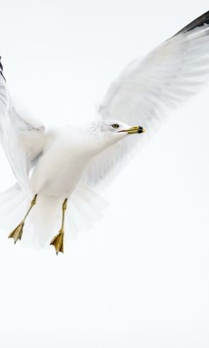 Paducah, Kentucky, USA, seagull, flight Wallpaper 1200x2000