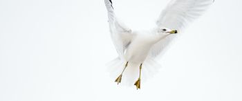 Paducah, Kentucky, USA, seagull, flight Wallpaper 3440x1440