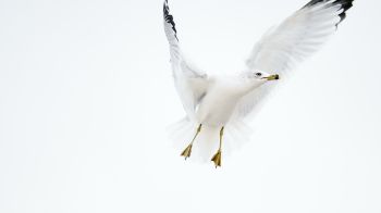 Paducah, Kentucky, USA, seagull, flight Wallpaper 1280x720