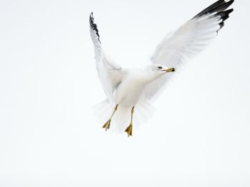 Paducah, Kentucky, USA, seagull, flight Wallpaper 800x600