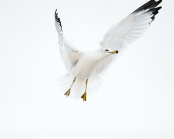Paducah, Kentucky, USA, seagull, flight Wallpaper 1280x1024