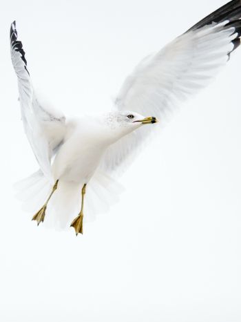 Paducah, Kentucky, USA, seagull, flight Wallpaper 1620x2160
