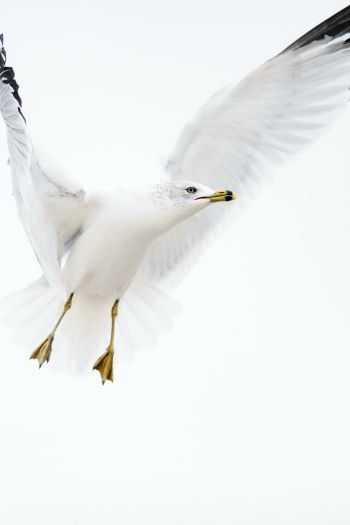 Paducah, Kentucky, USA, seagull, flight Wallpaper 640x960
