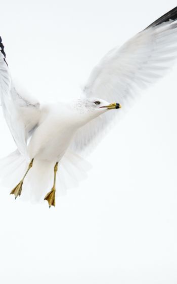 Paducah, Kentucky, USA, seagull, flight Wallpaper 1600x2560