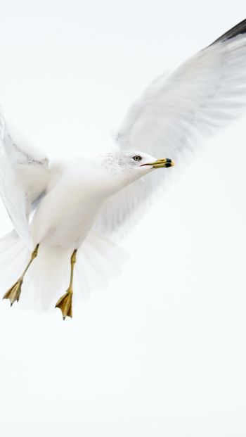 Paducah, Kentucky, USA, seagull, flight Wallpaper 640x1136