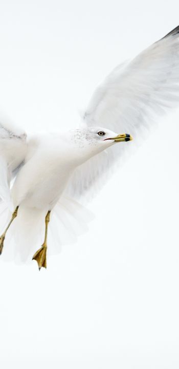 Paducah, Kentucky, USA, seagull, flight Wallpaper 1440x2960
