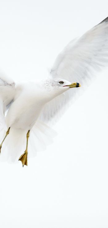 Paducah, Kentucky, USA, seagull, flight Wallpaper 1440x3040