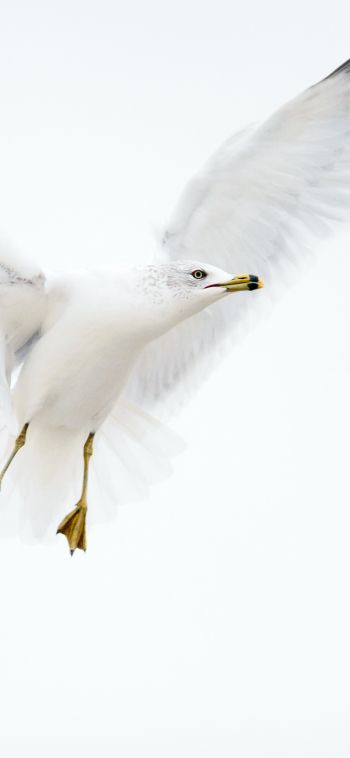 Paducah, Kentucky, USA, seagull, flight Wallpaper 1080x2340
