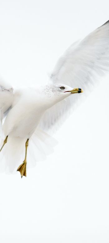 Paducah, Kentucky, USA, seagull, flight Wallpaper 1440x3200