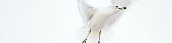 Paducah, Kentucky, USA, seagull, flight Wallpaper 1590x400