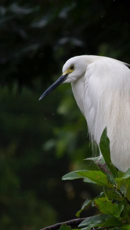 Living Museum of Virginia, Newport News, USA, bird, proud Wallpaper 640x1136