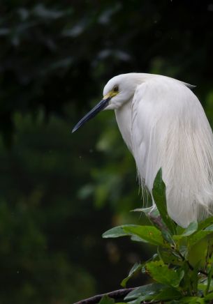 Living Museum of Virginia, Newport News, USA, bird, proud Wallpaper 1668x2388