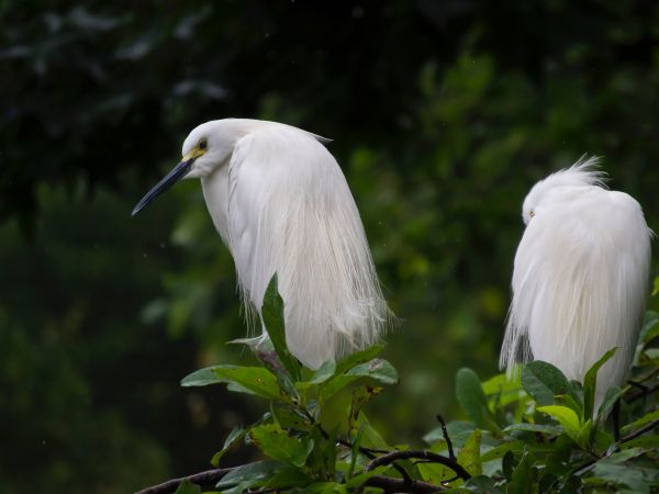 Living Museum of Virginia, Newport News, USA, bird, proud Wallpaper 800x600