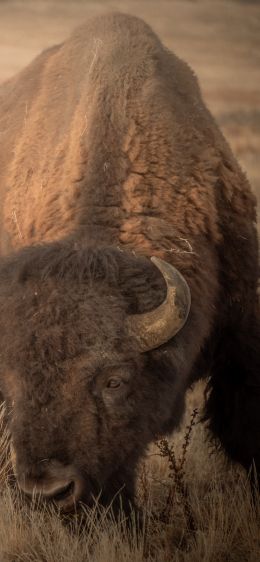 Antelope Island, Utah, USA, bison, bull, buffalo Wallpaper 1170x2532