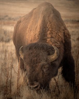 Antelope Island, Utah, USA, bison, bull, buffalo Wallpaper 2624x3280