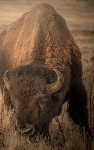 Antelope Island, Utah, USA, bison, bull, buffalo Wallpaper 1752x2800