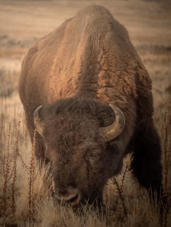 Antelope Island, Utah, USA, bison, bull, buffalo Wallpaper 1620x2160
