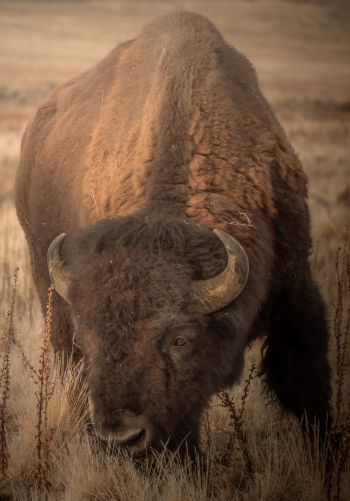 Antelope Island, Utah, USA, bison, bull, buffalo Wallpaper 1668x2388