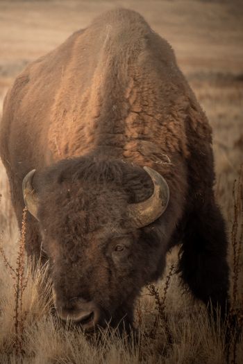 Antelope Island, Utah, USA, bison, bull, buffalo Wallpaper 640x960