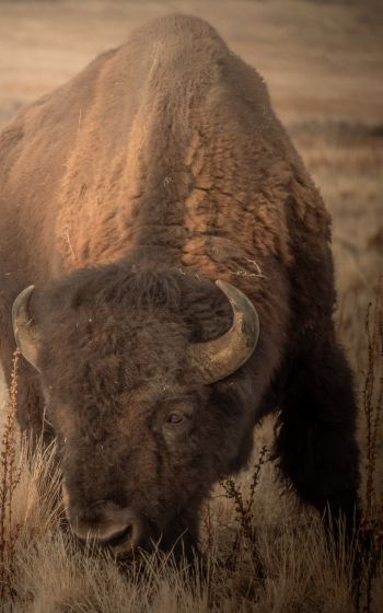Antelope Island, Utah, USA, bison, bull, buffalo Wallpaper 1600x2560