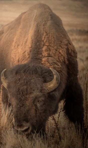 Antelope Island, Utah, USA, bison, bull, buffalo Wallpaper 1200x2000