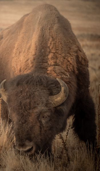 Antelope Island, Utah, USA, bison, bull, buffalo Wallpaper 600x1024