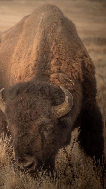 Antelope Island, Utah, USA, bison, bull, buffalo Wallpaper 640x1136