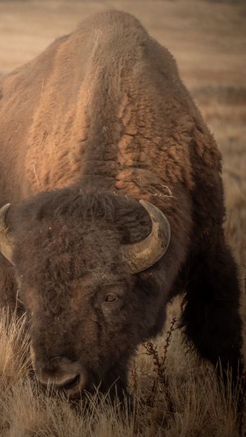 Antelope Island, Utah, USA, bison, bull, buffalo Wallpaper 1080x1920